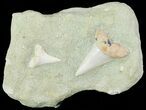 Two Mako Shark Teeth Fossils In Rock - Bakersfield, CA #69007-1